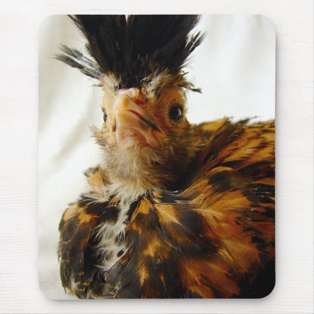 Unga polska musmatta (Framsidan)