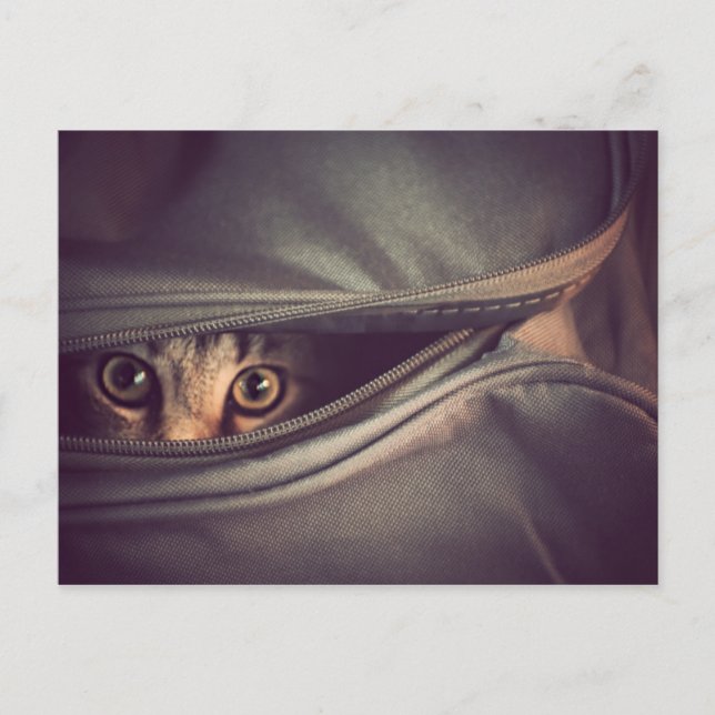 Unga randig kattunge vykort (Framsida)