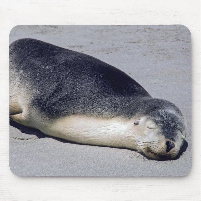 Unga sälar som sover på stranden - Australien Musmatta (Framsidan)