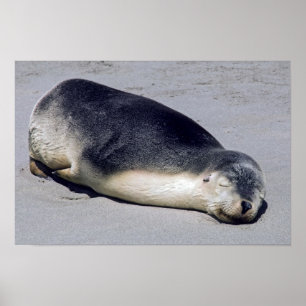 Unga sälar som sover på stranden - Australien Poster