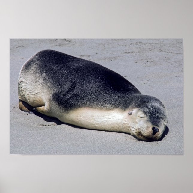 Unga sälar som sover på stranden - Australien Poster (Framsidan)
