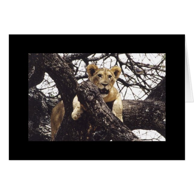 Unga Simba Hälsningskort (Framsidan Horizontal)