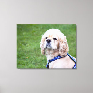 Unga söta hund. canvastryck
