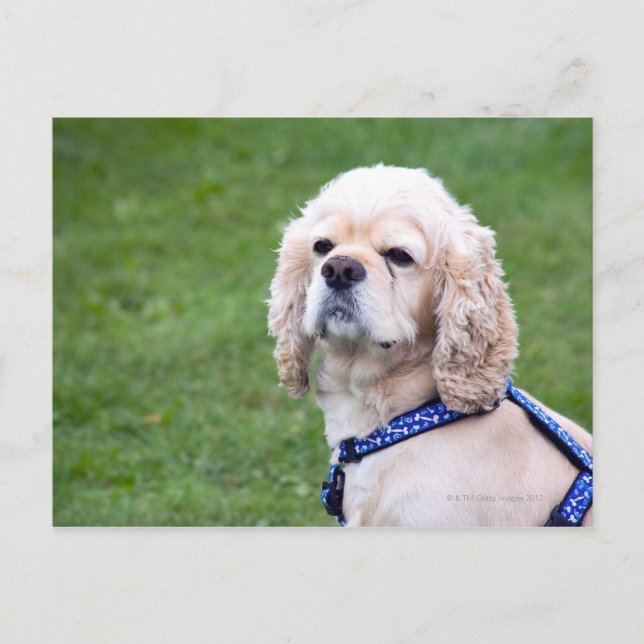 Unga söta hund. vykort (Framsida)