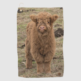 Unga stora, skotska höskotska kor