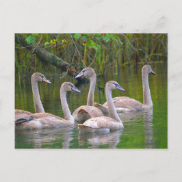 Unga Svanar i floden Vykort