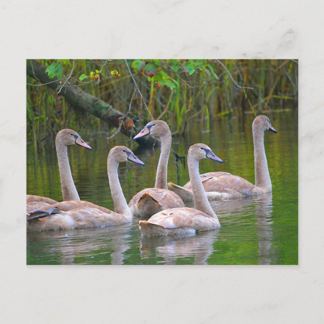 Unga Svanar i floden Vykort (Framsida)