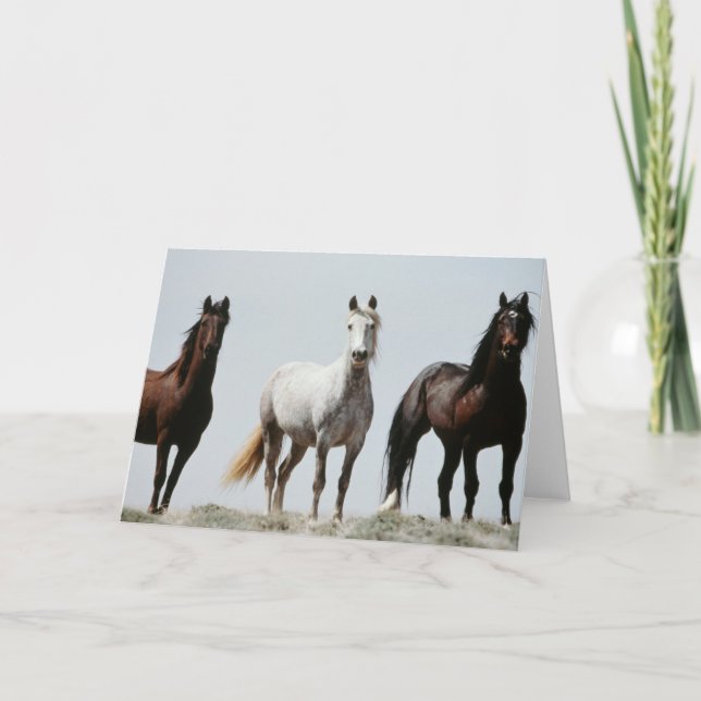 Unga Vild Stallions Kort (Framsida)
