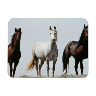 Unga Vild Stallions Magnet