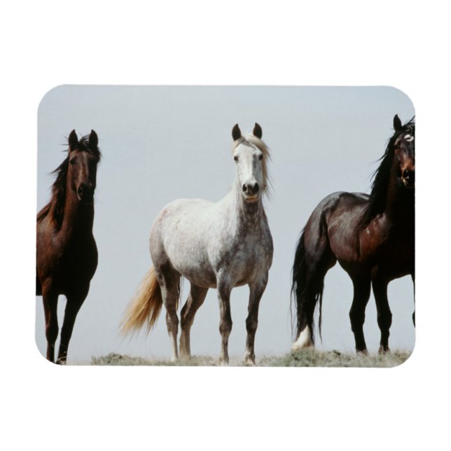 Unga Vild Stallions Magnet (Horisontell)