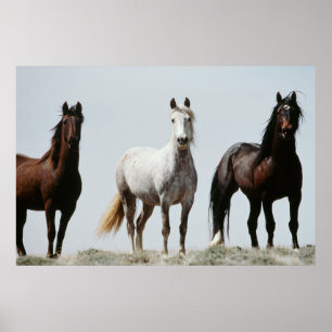 Unga Vild Stallions Poster