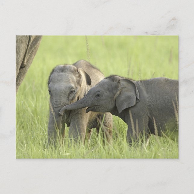 Ungar av indisk / asiatisk elefant vykort (Framsida)