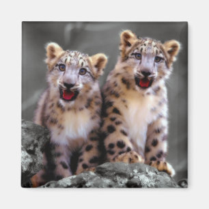 Ungar för snöLeopard Magnet