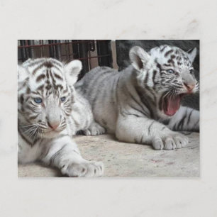 Ungar för vitBengal tiger, Trinidad vykort