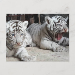 Ungar för vitBengal tiger, Trinidad vykort