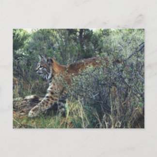 unge bobcat, centrala Oregon Vykort