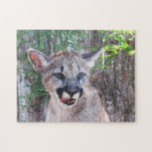 Unge - Florida Panther / Cougar / Puma