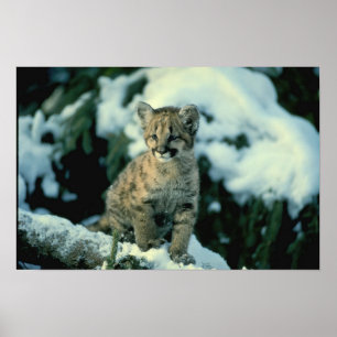 Unge för snöLeopard Poster