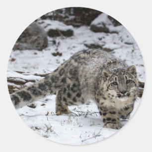 Unge för snöLeopard Runt Klistermärke