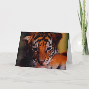 Unge för tiger för hälsningkort tom kort