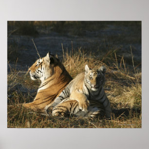 Unge för tigrar som (Panthera tigris) ljuger på Poster