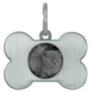 unge kattgris purjolöme kattunge söt katt namnbricka husdjur