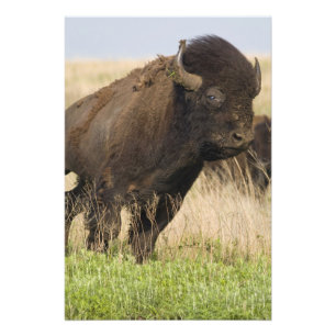 Unge och temperamentsfull bison-tjur på Tallgrass Fototryck