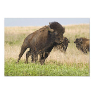 Unge och temperamentsfull bison-tjur på Tallgrass Fototryck