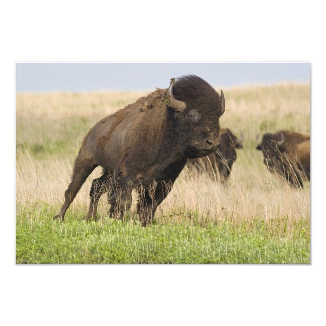 Unge och temperamentsfull bison-tjur på Tallgrass Fototryck (Framsidan)