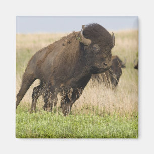 Unge och temperamentsfull bison-tjur på Tallgrass Magnet