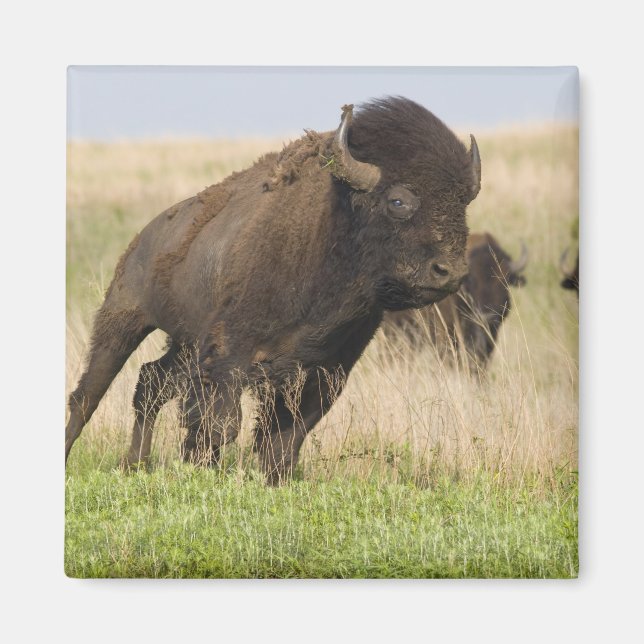 Unge och temperamentsfull bison-tjur på Tallgrass Magnet (Framsidan)