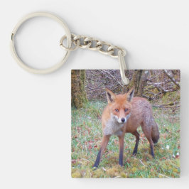 Unge Röd Rävunge På Mjuk Mossig Mark Natur Kärlek