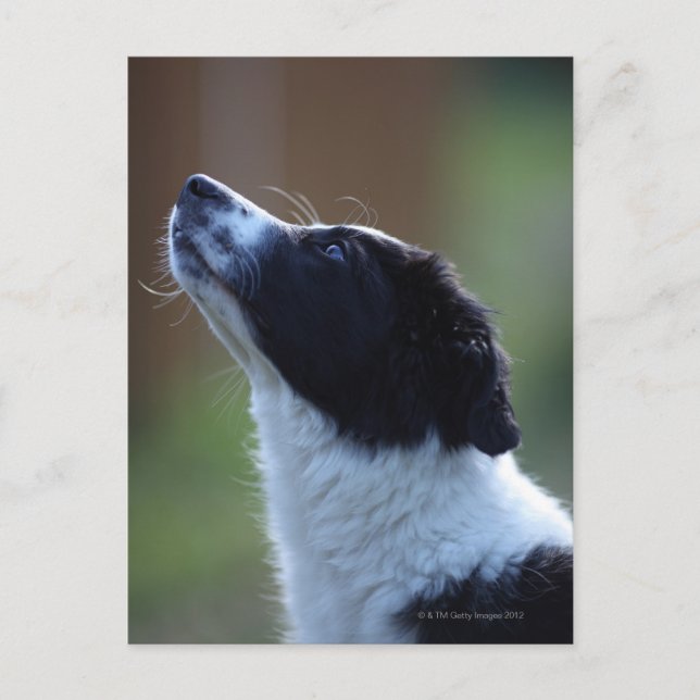 unge valp Gräns Collie Vykort (Framsida)