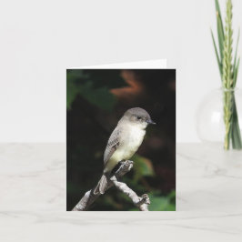 Ungefär Phoebe in Kort