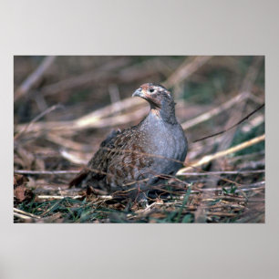 Ungersk partridge poster