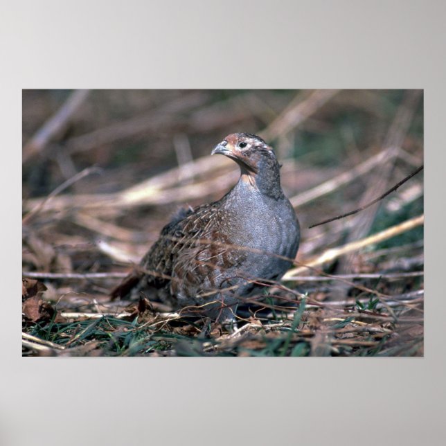 Ungersk partridge poster (Framsidan)