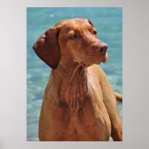 Ungersk Vizsla Hund Poster