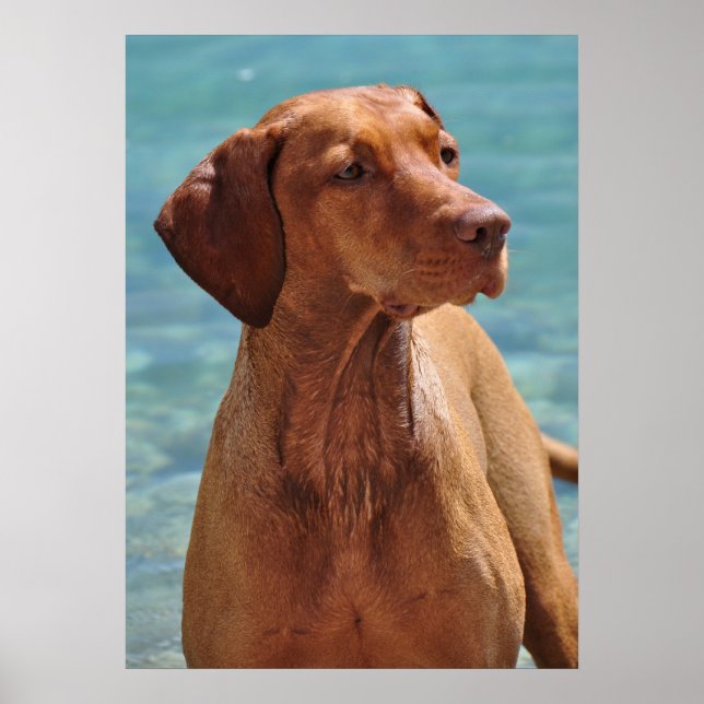 Ungersk Vizsla Hund Poster (Framsidan)