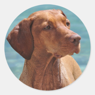 Ungersk Vizsla Hund Runt Klistermärke