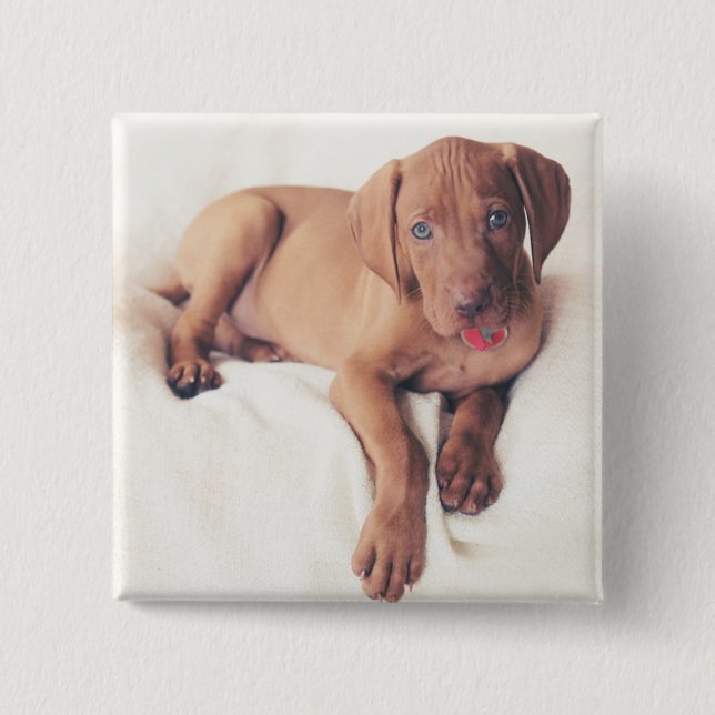 Ungersk Vizsla valp Knapp (Framsida)