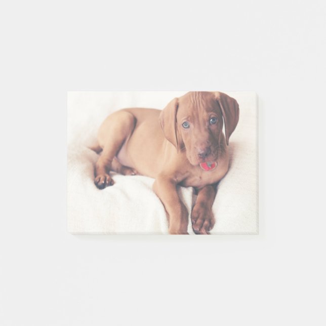 Ungersk Vizsla valp Post-it Block (Framsida)