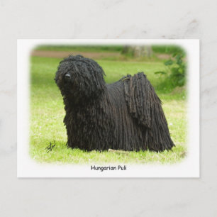 Ungerska Puli 8W48D-12 Vykort