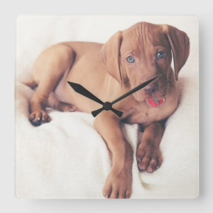 ungerska Vizsla Puppy Fyrkantig Klocka