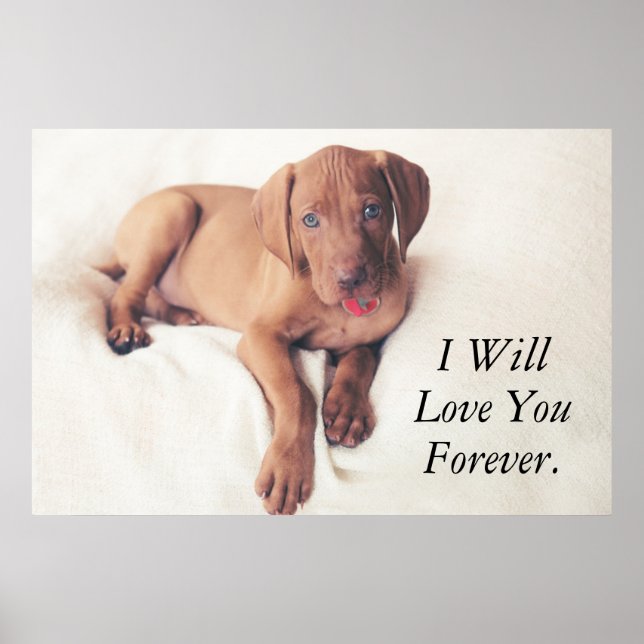 ungerska Vizsla Puppy Poster (Framsidan)