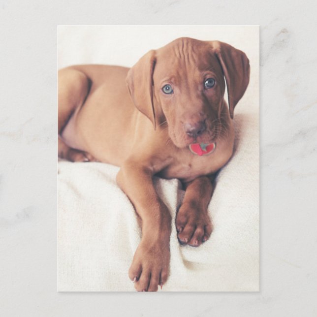 ungerska Vizsla Puppy Vykort (Framsida)