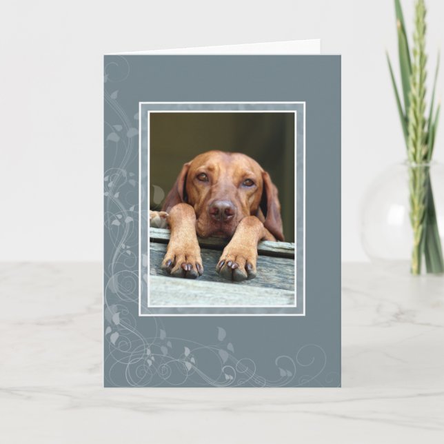 Ungerskt Vizsla tomt kort 002 (Framsida)