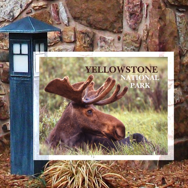 Unghilt Bull Moose Restation in Grass Yellowstone Vykort (Skapare uppladdad)