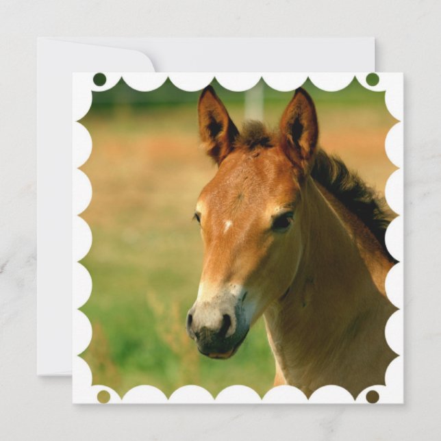 Ungstohästinbjudan Inbjudningar (Framsida)