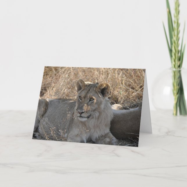 Ungt lejont, Tanzania Kort (Framsida)