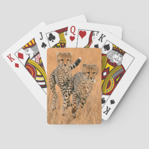 Ungt spring för Cheetahs (acinonyxen Jubatus) Casinokort